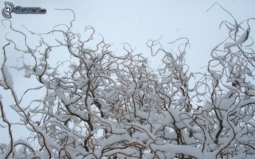ramas cubiertas de nieve