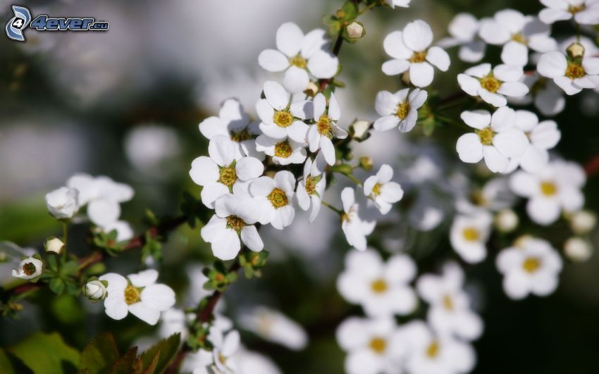 ramita en flor, flores blancas