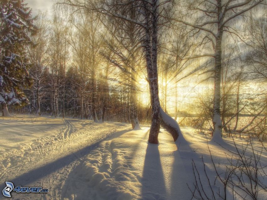 rayos de sol en el bosque, abedul congelado, bosque nevado