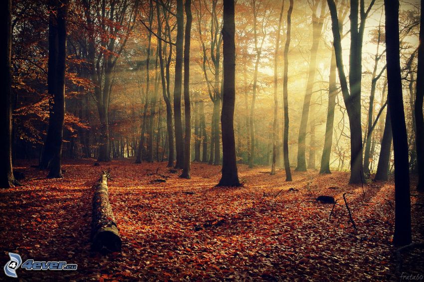 rayos de sol en el bosque, bosque de otoño