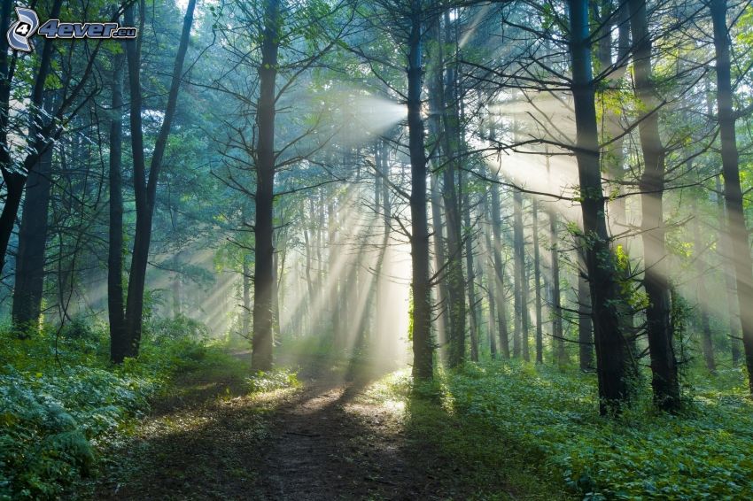 rayos de sol en el bosque, caminos forestales