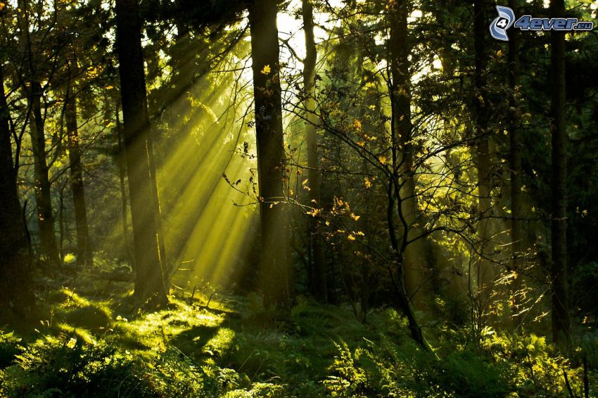 rayos de sol en el bosque