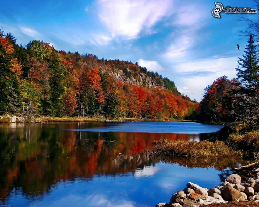 río, bosque colorido del otoño, roca