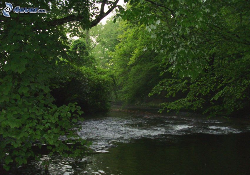río en el bosque