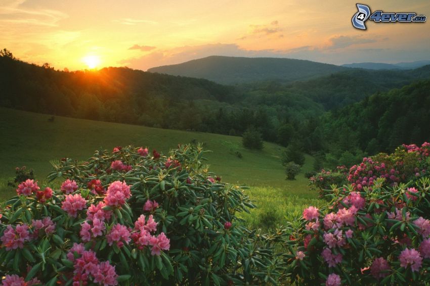 sierra, valle, puesta del sol, flores de color rosa