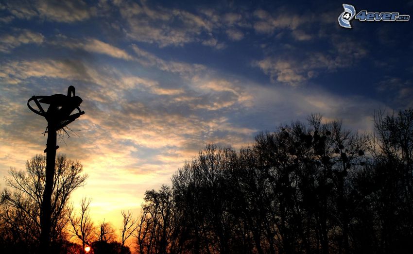 siluetas de los árboles, cielo, cigüeña, puesta del sol