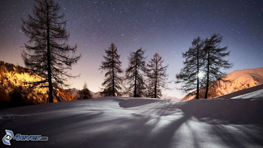 siluetas de los árboles, cielo de noche, cielo estrellado, nieve