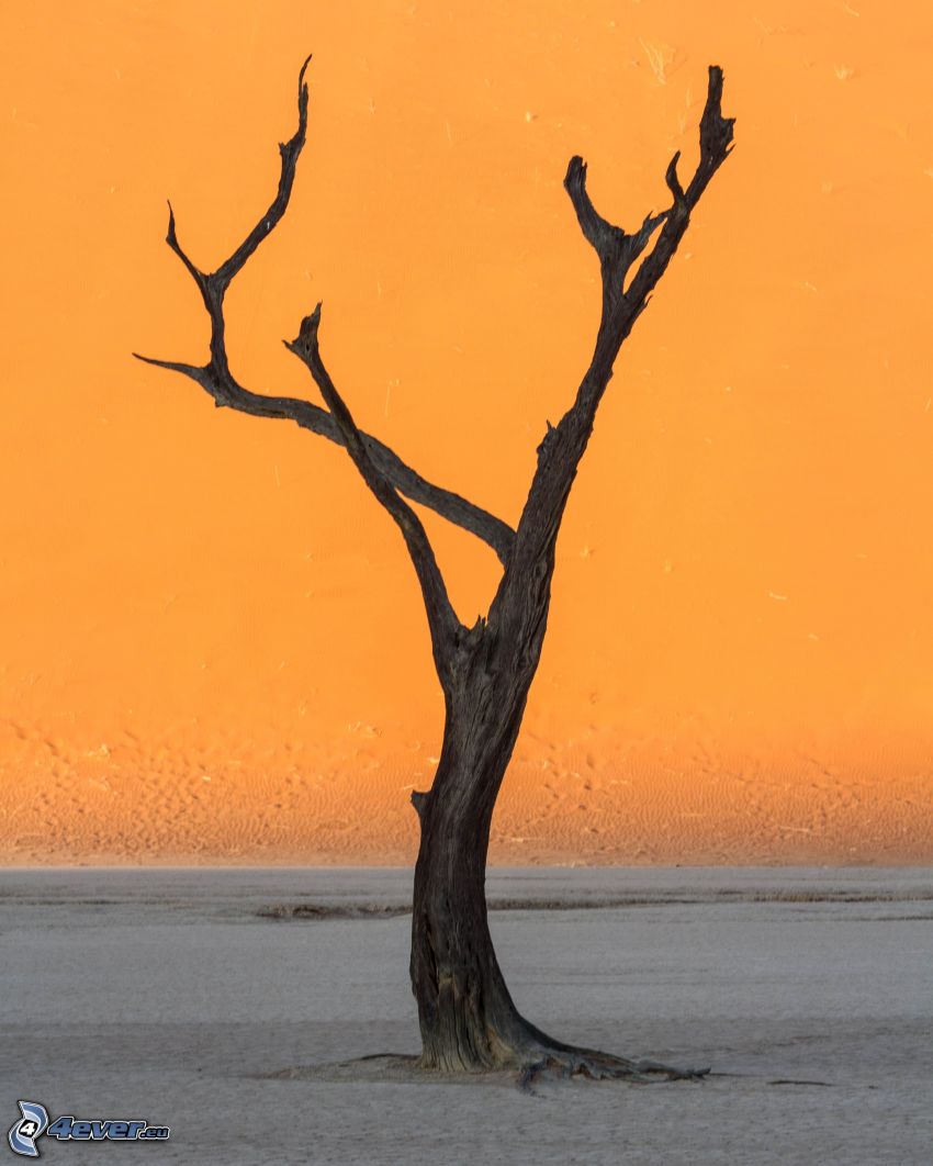 Sossusvlei, árbol seco, arena