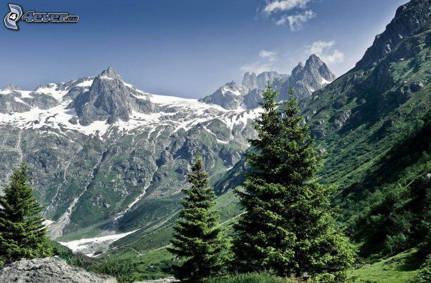 Suiza, montaña rocosa, árboles