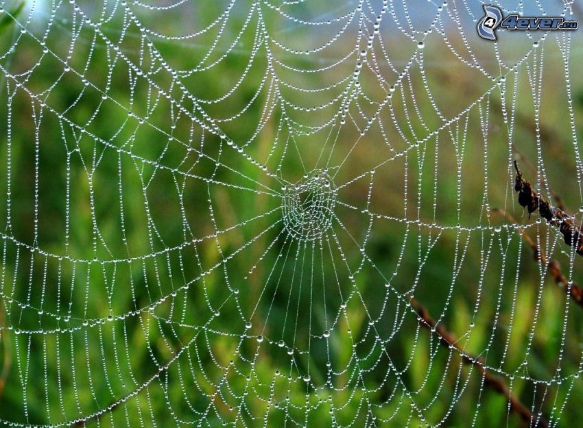tela de araña con gotas de agua