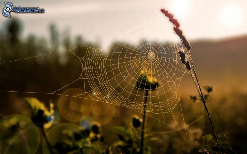 tela de araña en el pasto