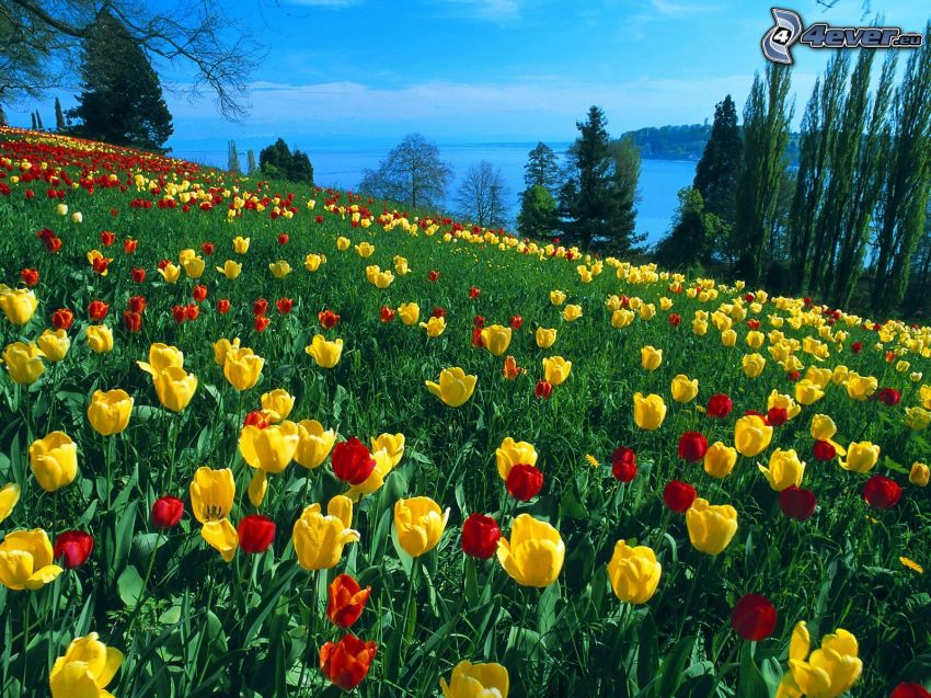 tulipanes, prado