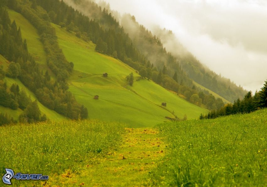 valle, bosques y praderas, niebla