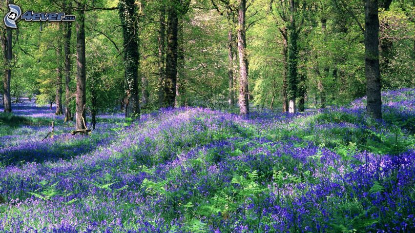 violetas en el bosque