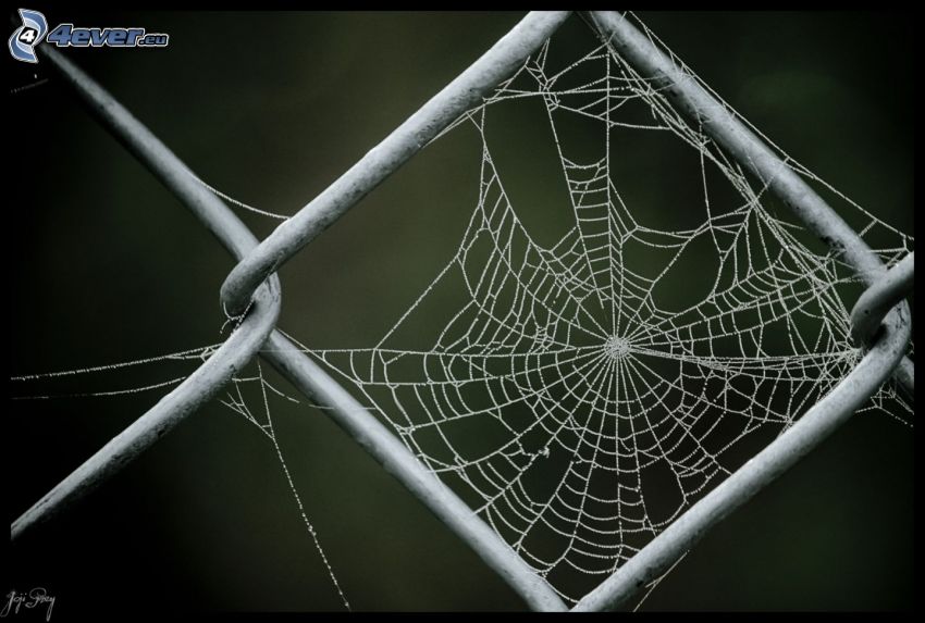 alambre de la cerca, tela de araña