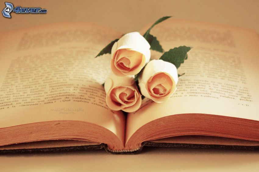 libro, rosas rosas