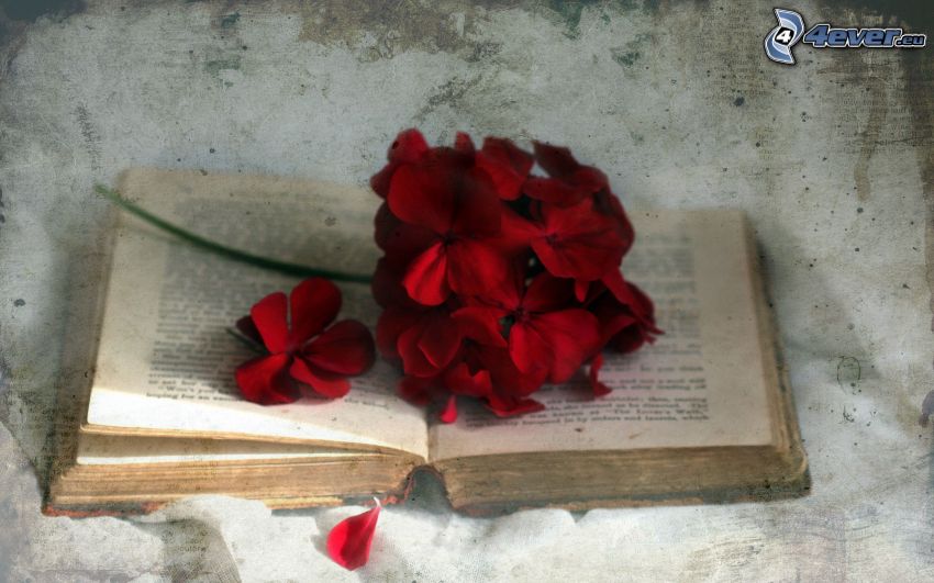 libro antiguo, flor roja