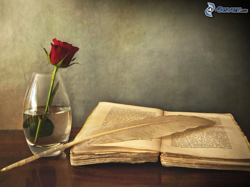 libro antiguo, pluma, rosa roja