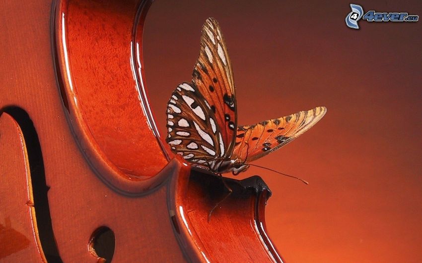 mariposa, violín