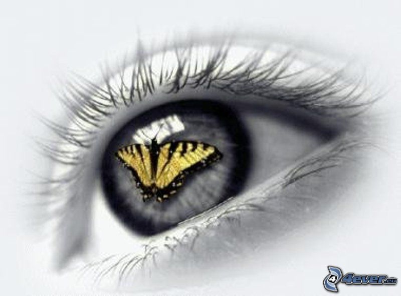 ojo, mariposa amarilla, reflejo
