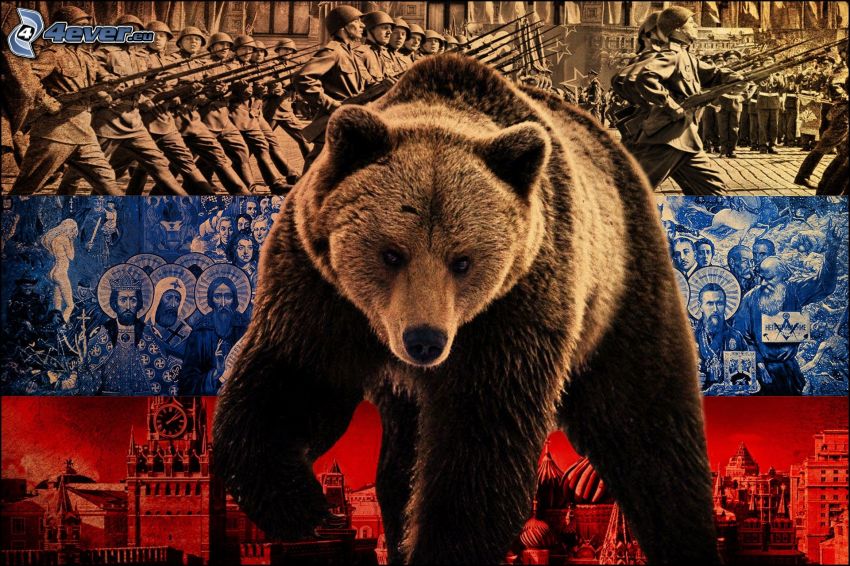 oso pardo, Rusia