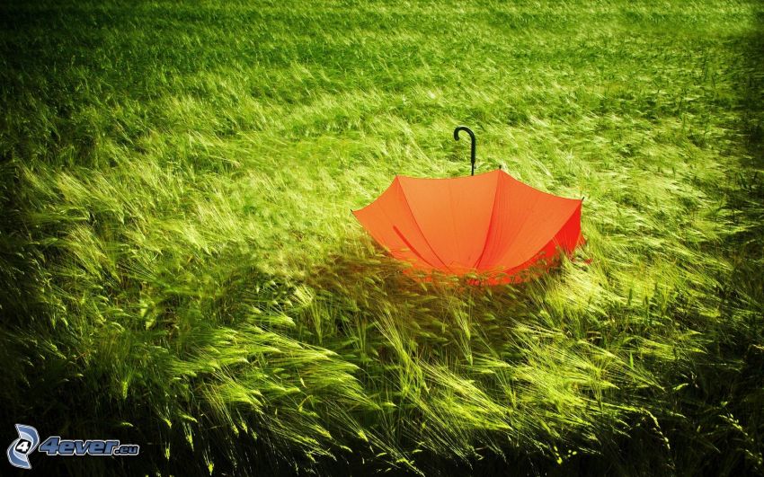 paraguas, hierba