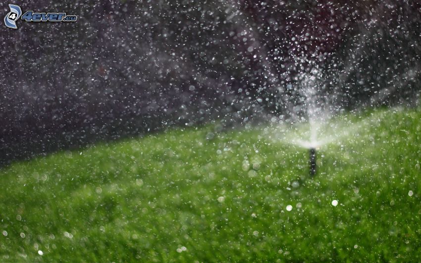 riego, césped, gotas de agua