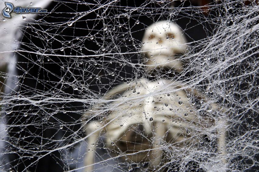 tela de araña con gotas de agua, esqueleto