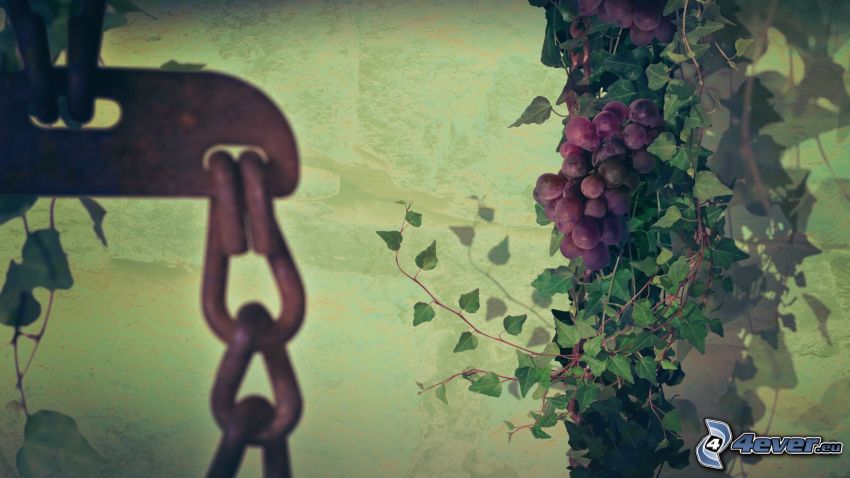 uvas, cadena