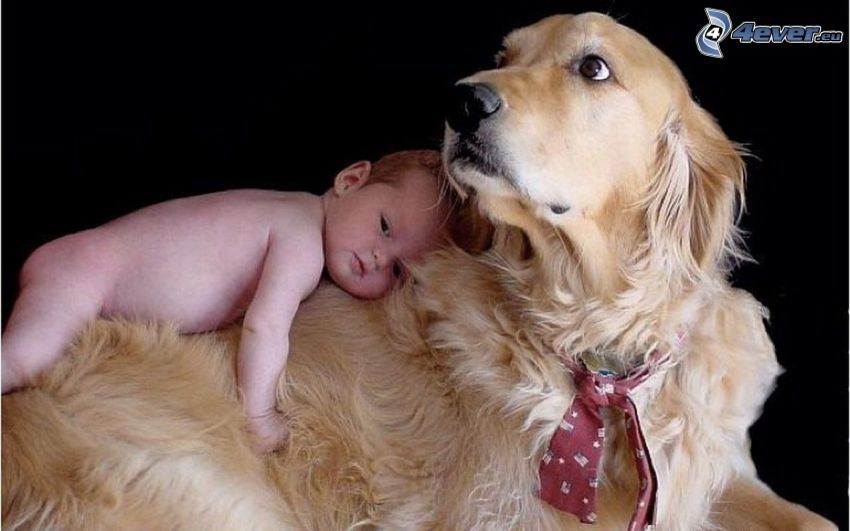 Perro y bebé, amor, corbata
