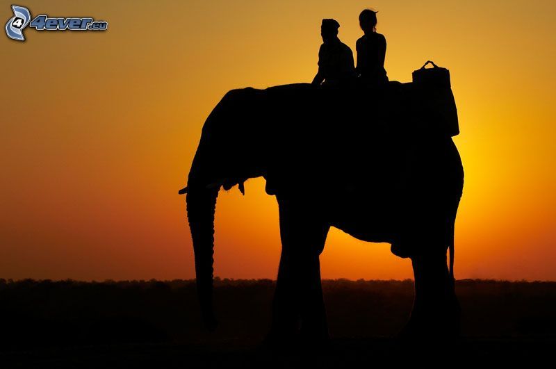 viaje en elefante, puesta de sol anaranjada