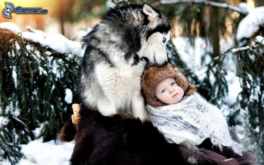 niño, Husky de Siberia