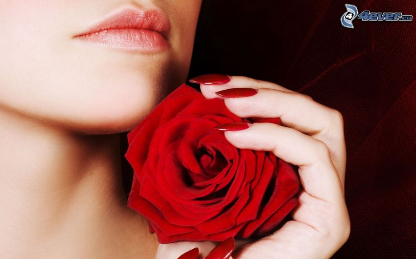rosa roja, labios, mano