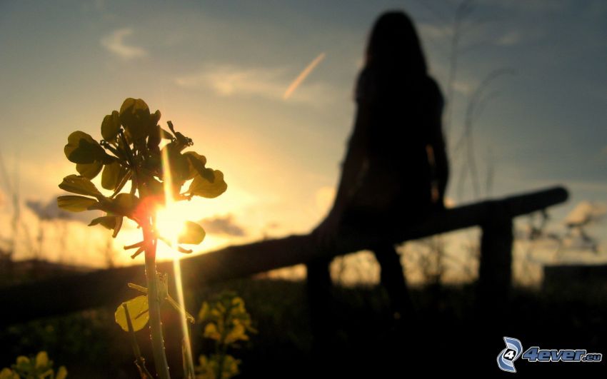 silueta de niña, puesta de sol detrás del banco, planta