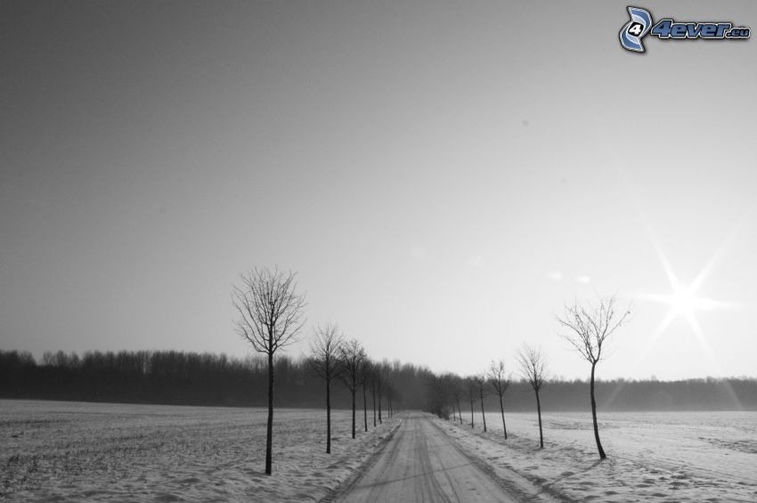 camino cubierto de nieve, nieve, árboles