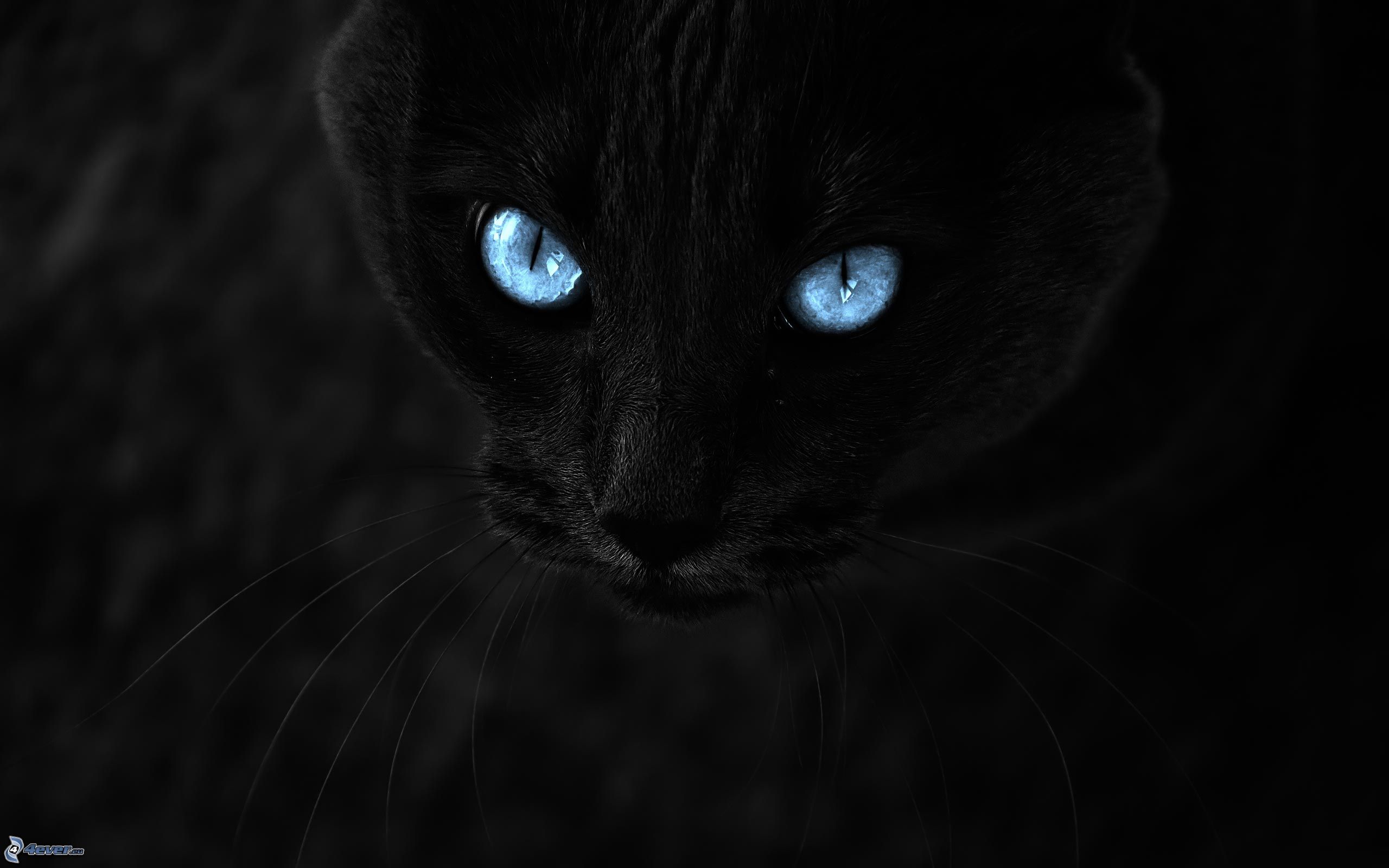 Doodle's cats 1.0 Mirada-de-gato,-gato-negro,-ojos-azules-177601