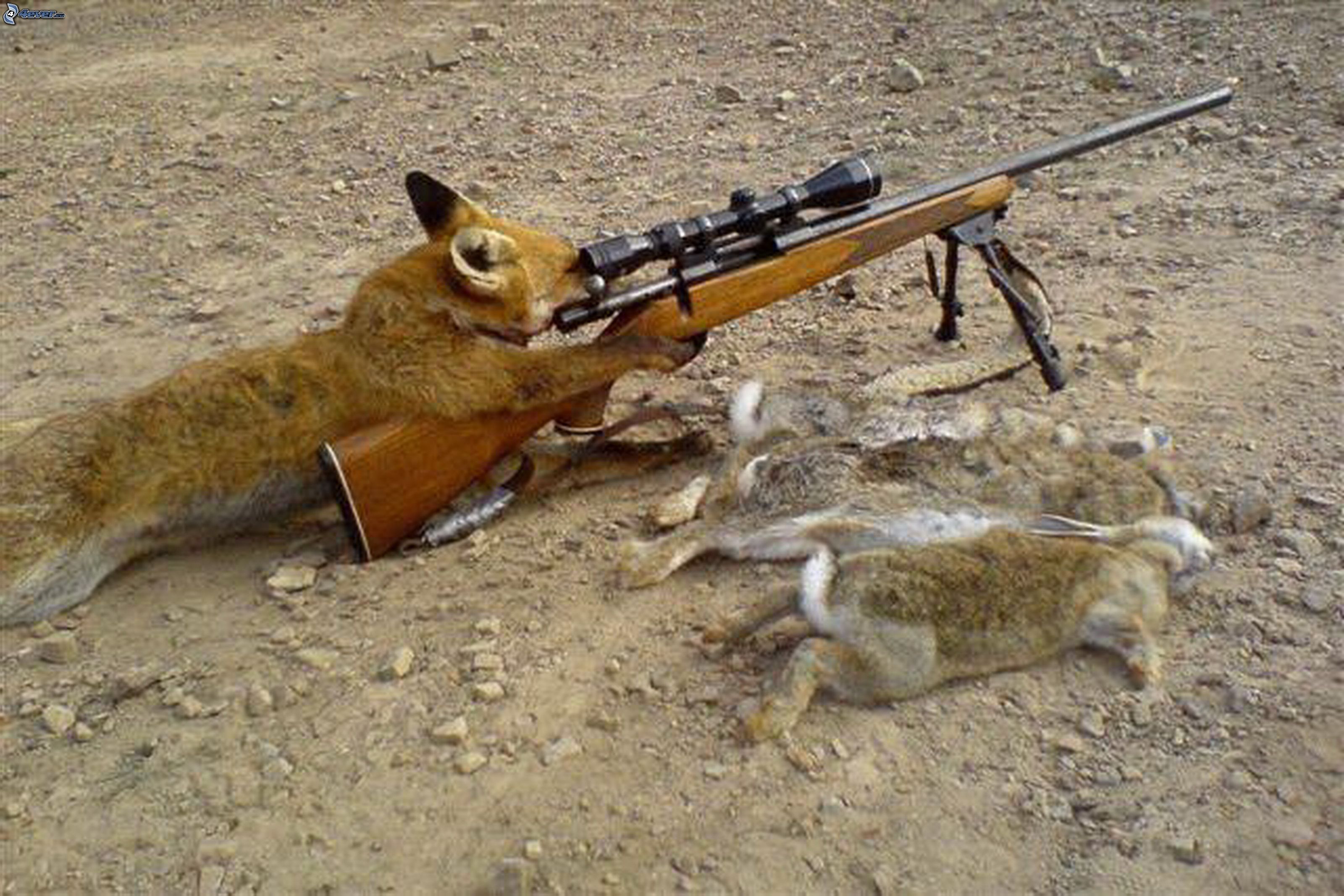 10x djv-rifle de aire-disco de caza del zorro 