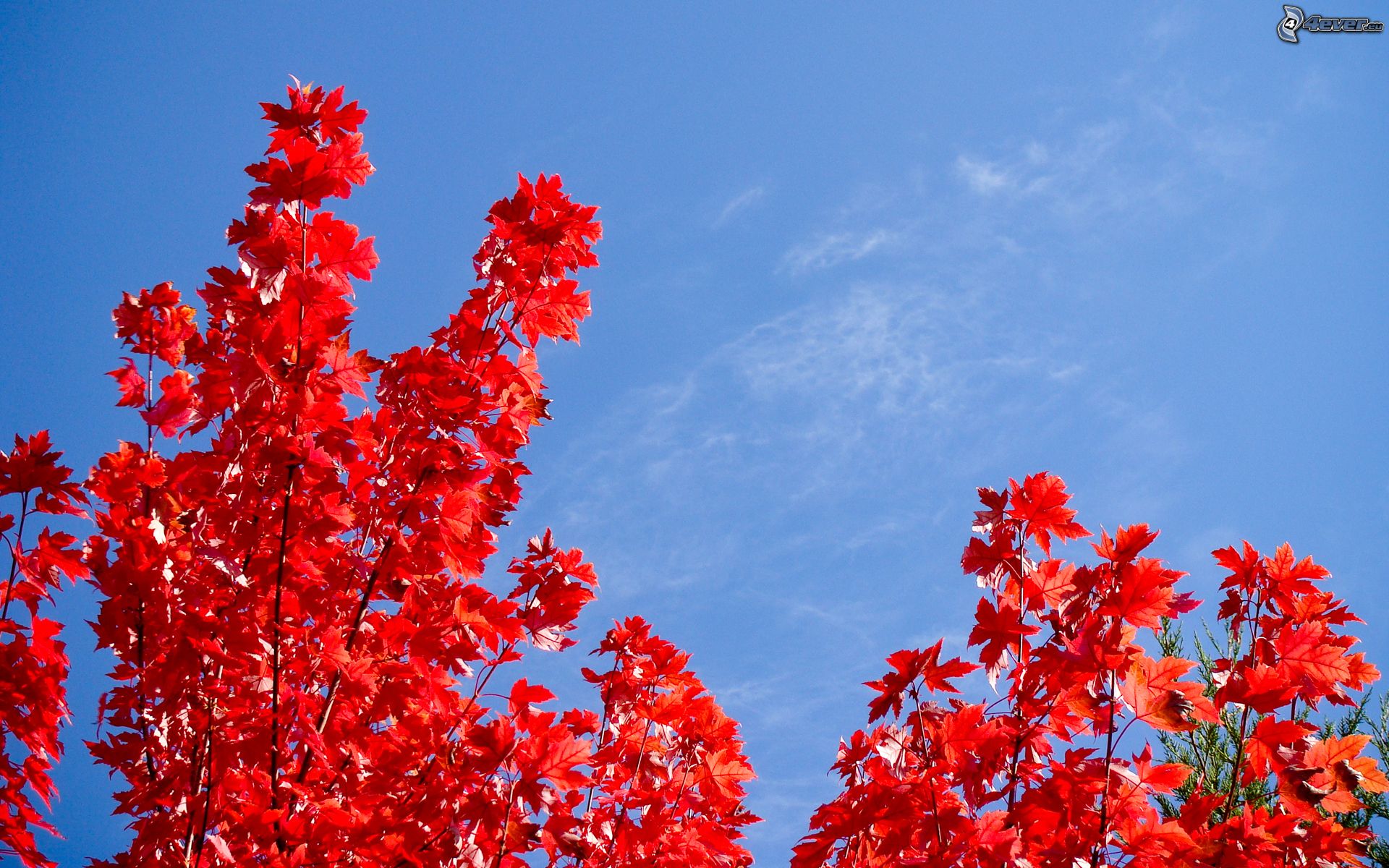 Тополь с красными листьями