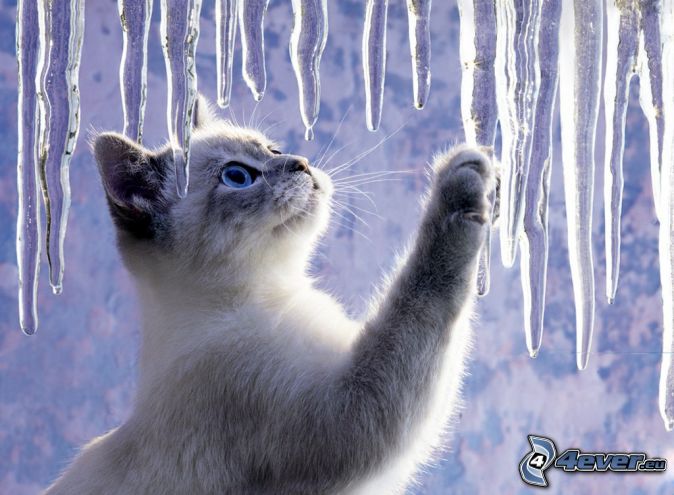 4everstatic.com/images/674xX/animaux/chats/chaton,-patte,-stalactite-de-glace-166158.jpg