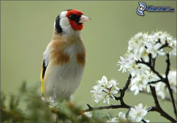 Concours  photo # 13 : Les animaux " fleuris" - Page 5 Oiseau-de-couleur,-arbre-fleuri,-fleurs-148824