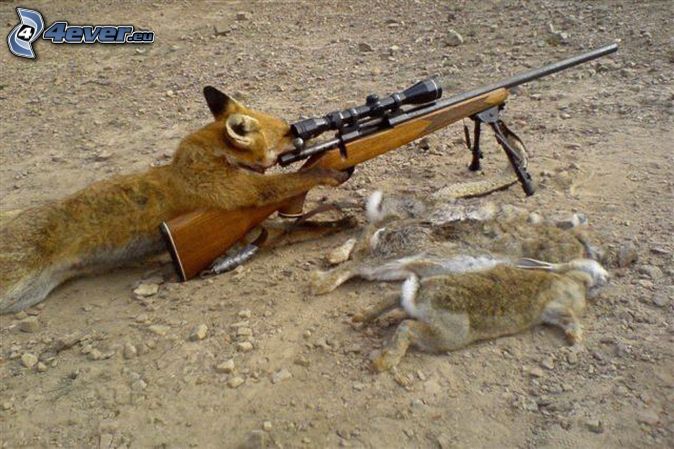 renard,-fusil,-lapins,-chasse-163540.jpg