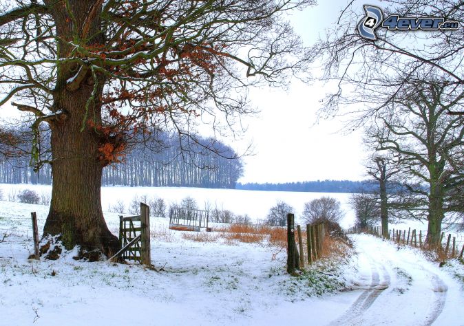 paysage enneigÃ©, Angleterre, grand arbre, chemin de campagne, route ...