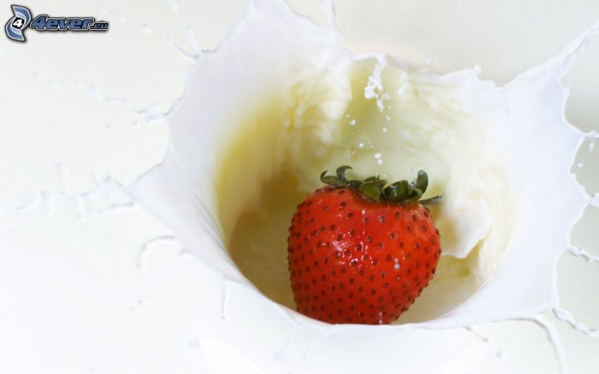 les fraises dans le lait
