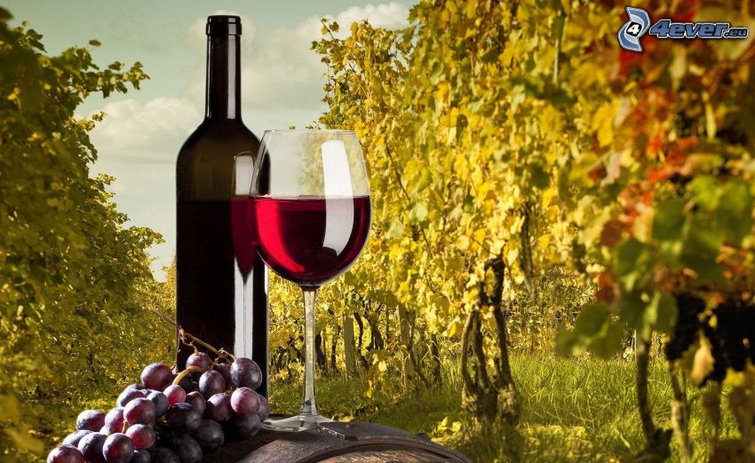 vin, bouteille, tasse, raisin, vignoble