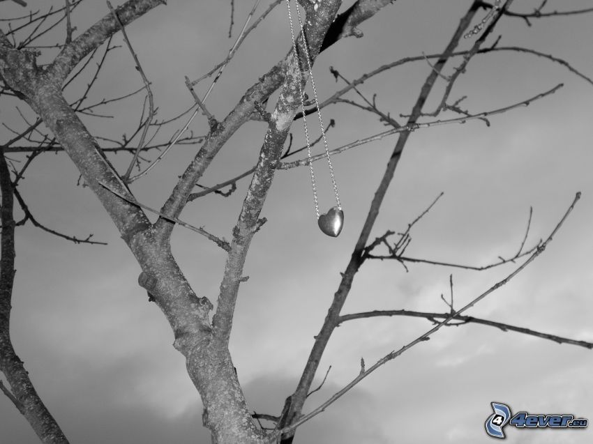 arbre, pendentif, cœur, collier, photo noir et blanc