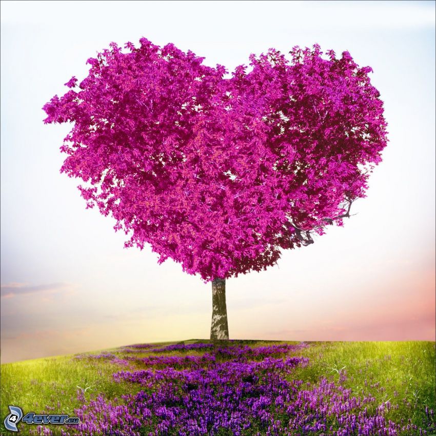 arbre violet, cœur