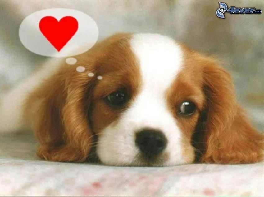 Cavalier King Charles Spaniel, chien triste, cœur
