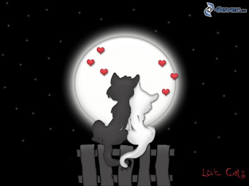 chats dans l'amour, matou et chat, cœurs, lune pleine, palissades, chats dessinés