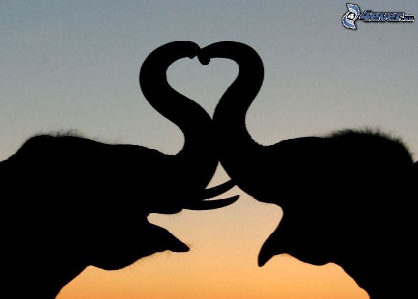 silhouettes d'éléphants, cœur, proboscis