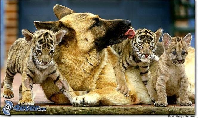 animaux, jeune tigre, chien-loup